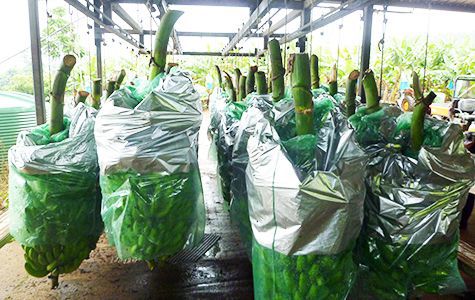 収穫したクイーンバナナ