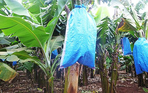 ベトナムバナナ2