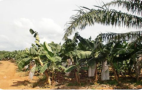 バナナ農園2