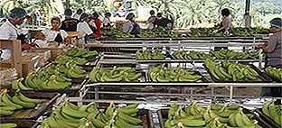 選別、サイズチェック